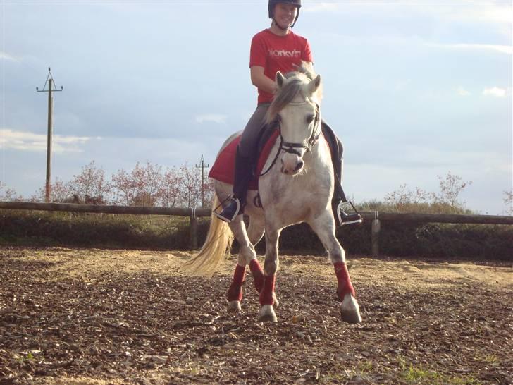 Anden særlig race Stabygårds Atilla (solgt)  R.I.P :( - foto: Rebecka W billede 12