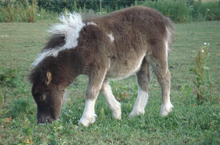 Shetlænder Smilla SOLGT - nu er jeg 1½ mdr. billede 1