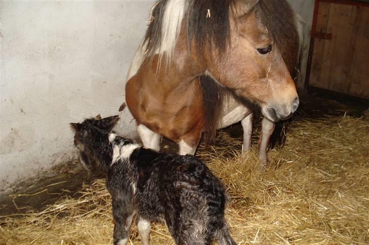 Shetlænder Smilla SOLGT - Født den 16 maj og ½ time gammel billede 2