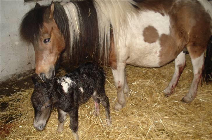 Shetlænder Smilla SOLGT - dejligt at blive slikket så jeg kan få varmen billede 3