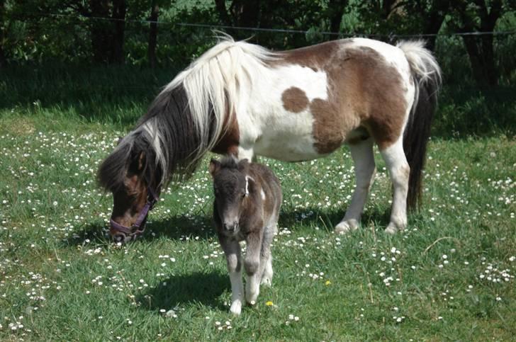 Shetlænder Smilla SOLGT billede 7
