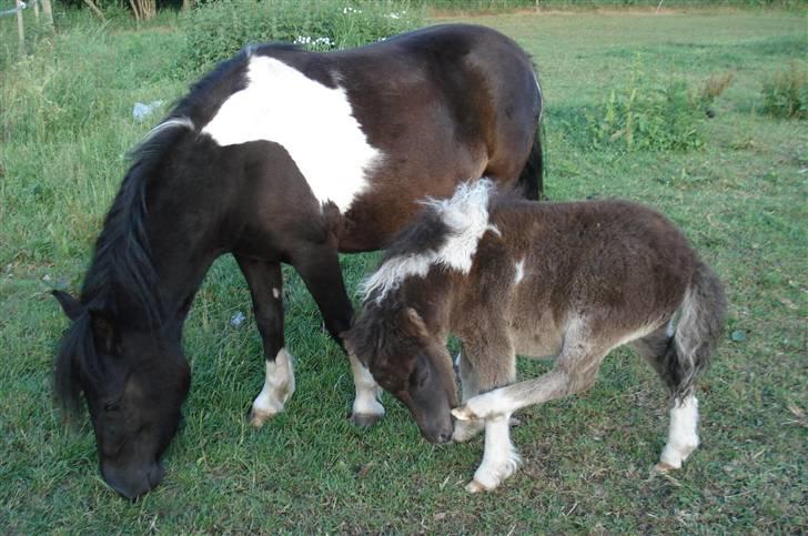 Shetlænder Smilla SOLGT billede 8