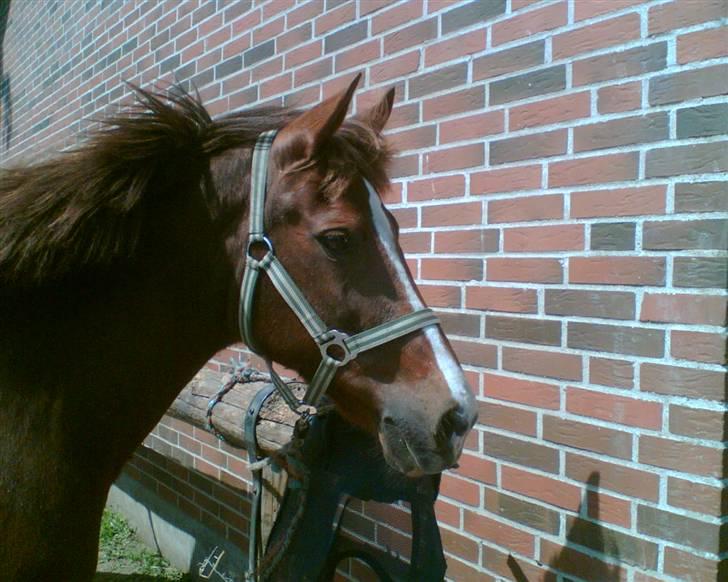 New Forest sasha - Sasha <3 billede 1