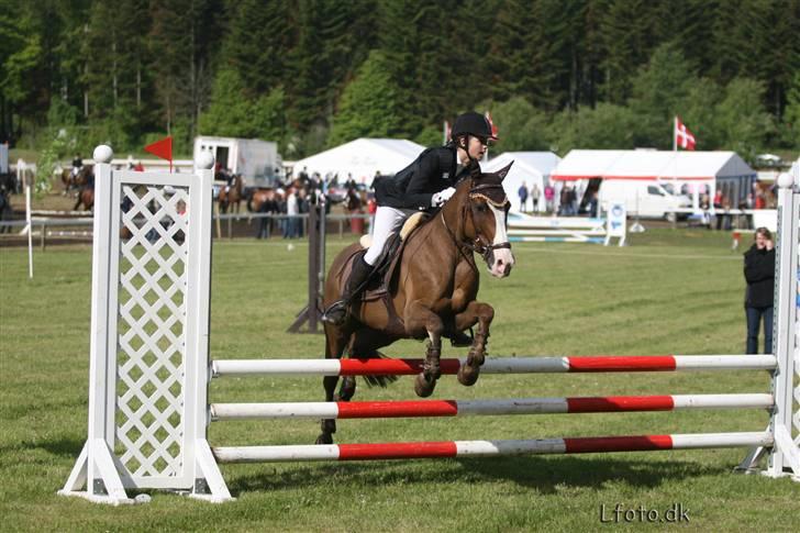 New Forest Prins (Magnus) SOLGT :(  billede 8