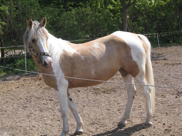 Anden særlig race Shy Lady - Lady nyder solen. Foto: Mig billede 20