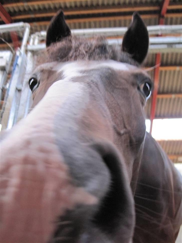 New Forest Heidi - Solgt - Min helt egen grimme pony :D og jeg elsker den! billede 16