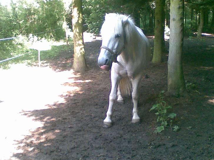 Anden særlig race - Amanda - Tosseed pony<3<3<3 men Elsker dig sku alligevel.........meget..... billede 15