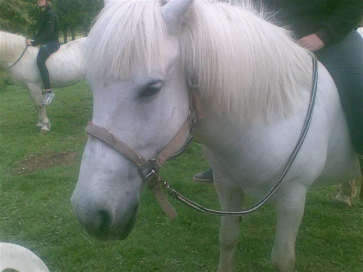 Anden særlig race - Amanda - Se mig lige! jeg er en foto model!! <3<3<3 billede 17