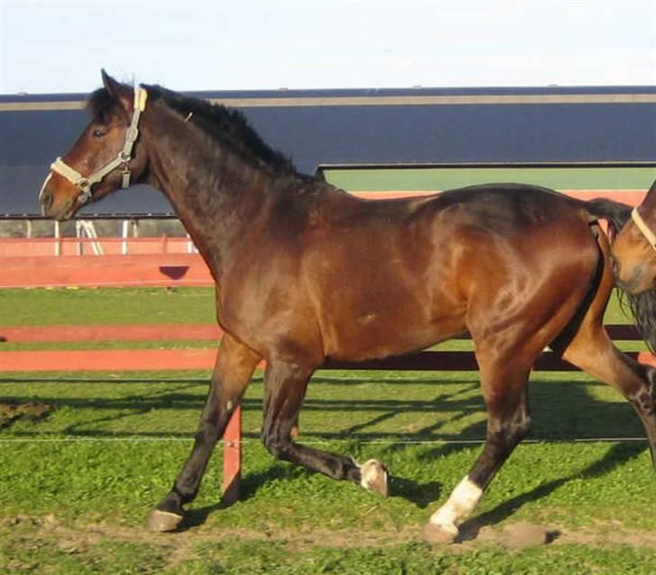 Holstener Carlos - Coriano billede 13