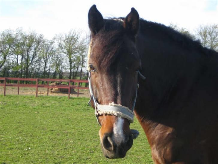 Holstener Carlos - Coriano billede 1