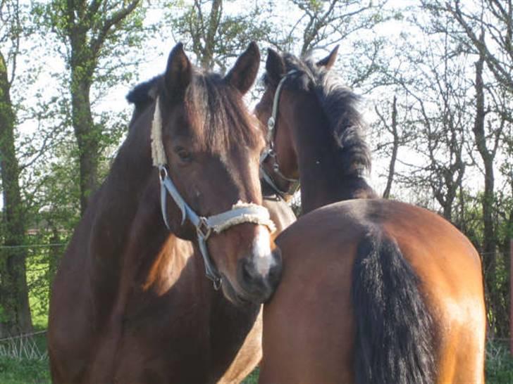 Holstener Carlos - Coriano billede 14