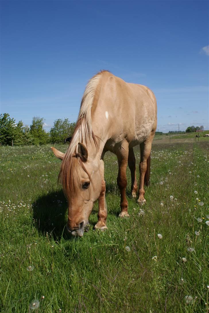 Anden særlig race Topsy *død* Savnes - Topsy på årets forste græs. billede 19