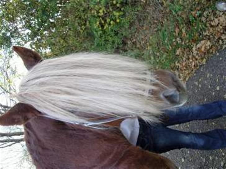 Jyde HECTOR - Hector.. Der kommer flere billeder. billede 1