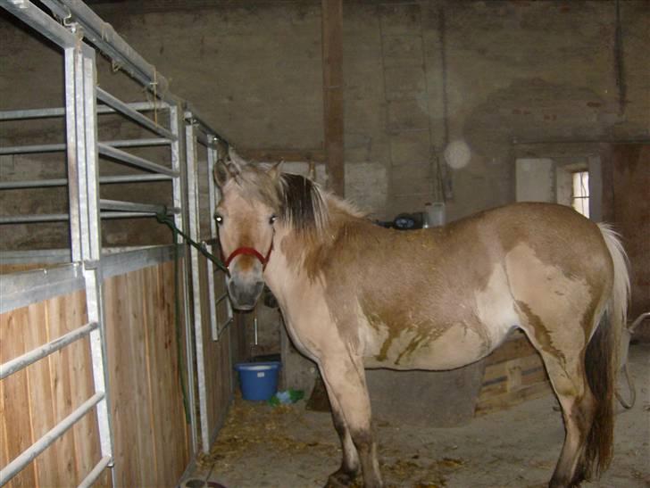 Fjordhest vicky - vicky   har lige været ude i regnen billede 1