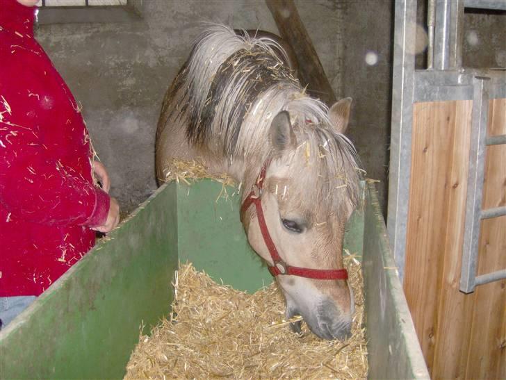 Fjordhest vicky - mmm halm det er mor der kommer med det mmm billede 2