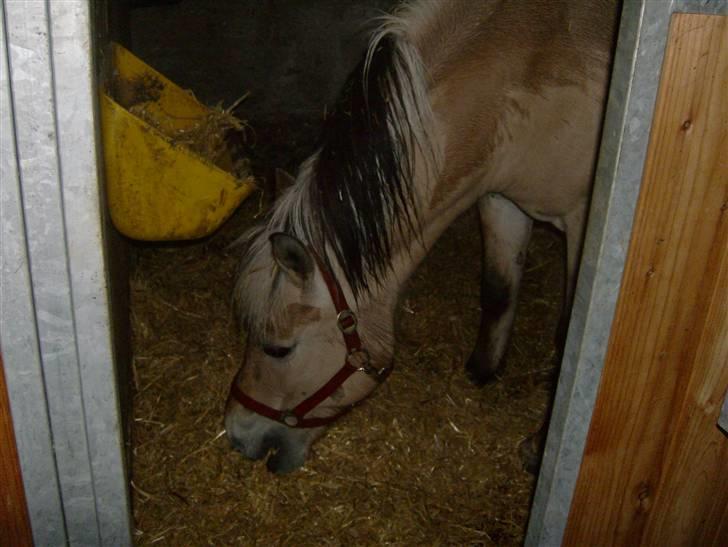 Fjordhest vicky - mmm halm inde i boksen mmm billede 3
