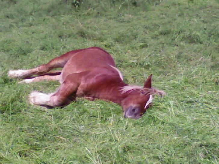 Jyde HECTOR - Meget træt lille pony.. billede 2