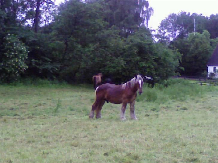 Jyde HECTOR billede 3