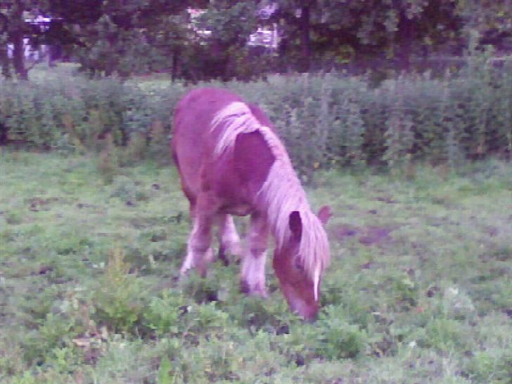 Jyde HECTOR billede 4