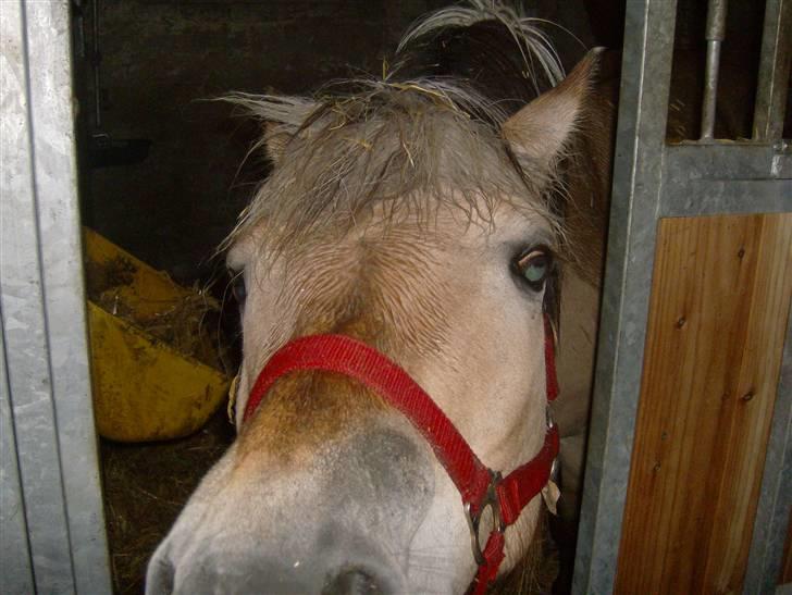 Fjordhest vicky - øø hva laver du? billede 4