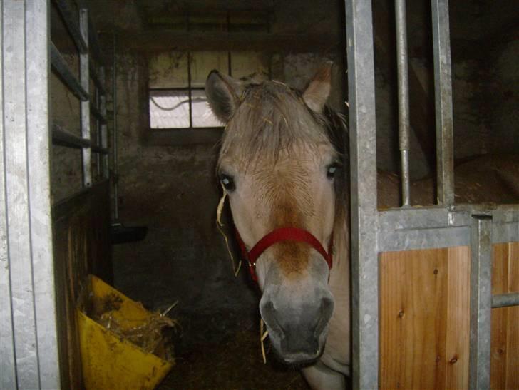Fjordhest vicky - hva er der der ude billede 5