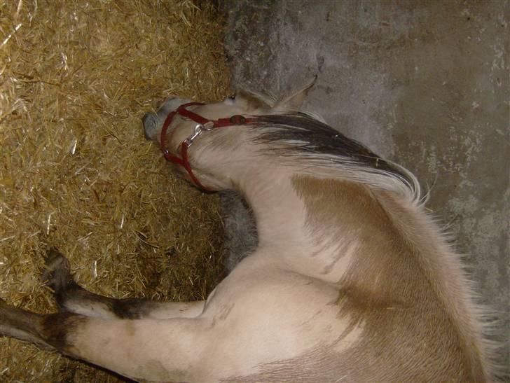 Fjordhest vicky - mmmmmm billede 6