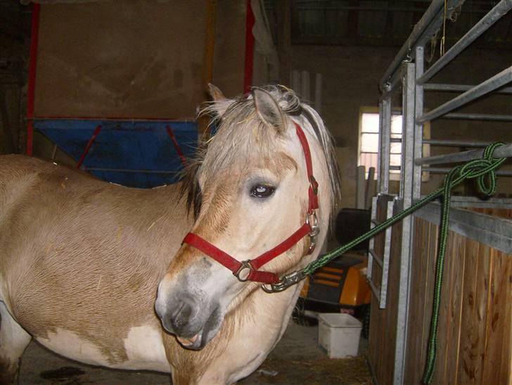 Fjordhest vicky - model måske skal bare tabe mig lidt så går det billede 7