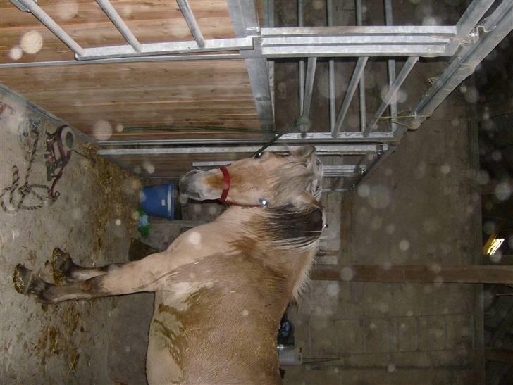 Fjordhest vicky - i stalden billede 8