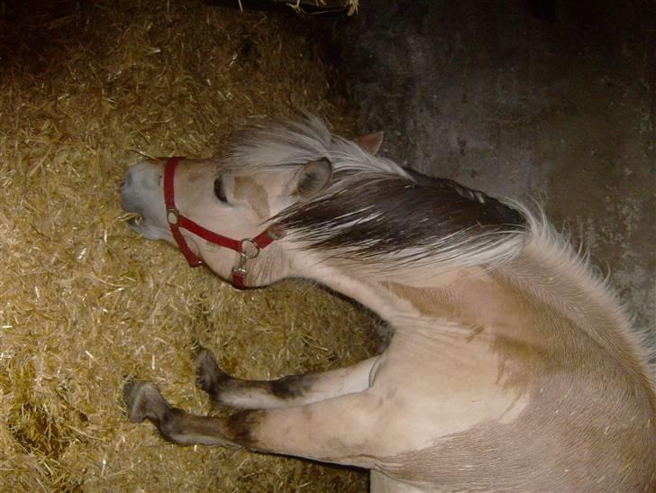 Fjordhest vicky - mmm mad mmmm billede 9