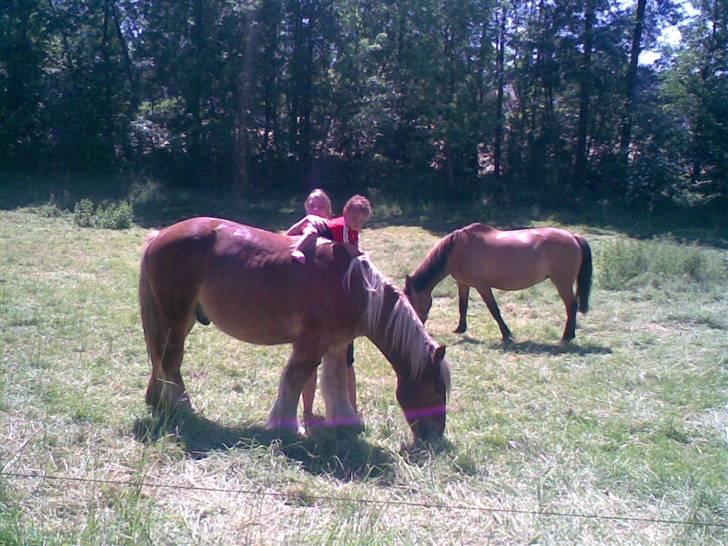 Jyde HECTOR billede 5