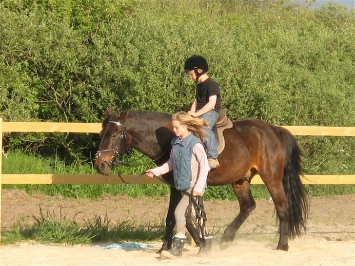 Traver hertug billede 14