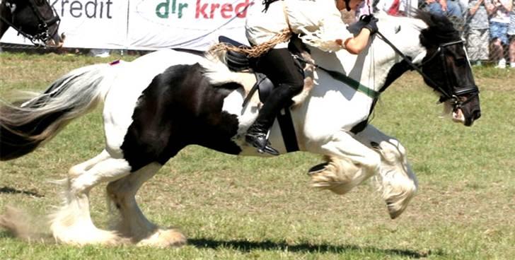 Tinker Følfods Shaine - Han kan løbe stærkt ;b billede 17