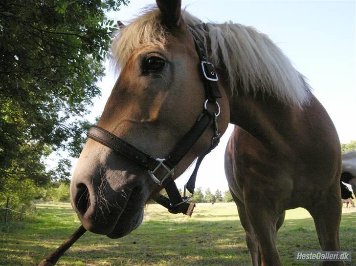 Haflinger Andy kastanjegaard*solgt* - Du er for dejlig <3 billede 14