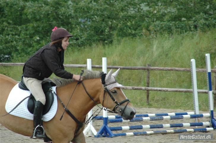 Anden særlig race Golden Lady (Solgt) - venskabsstævne koor 17/6 2007 <3 billede 5