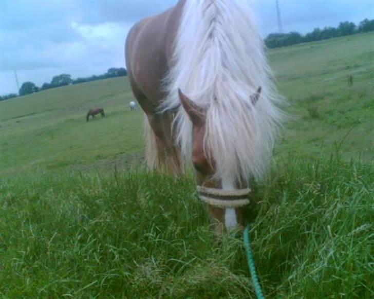Haflinger Froukje van de Oosterweg - Revsø 13/6/2007 - Froukje på vej ind fra mark. billede 12