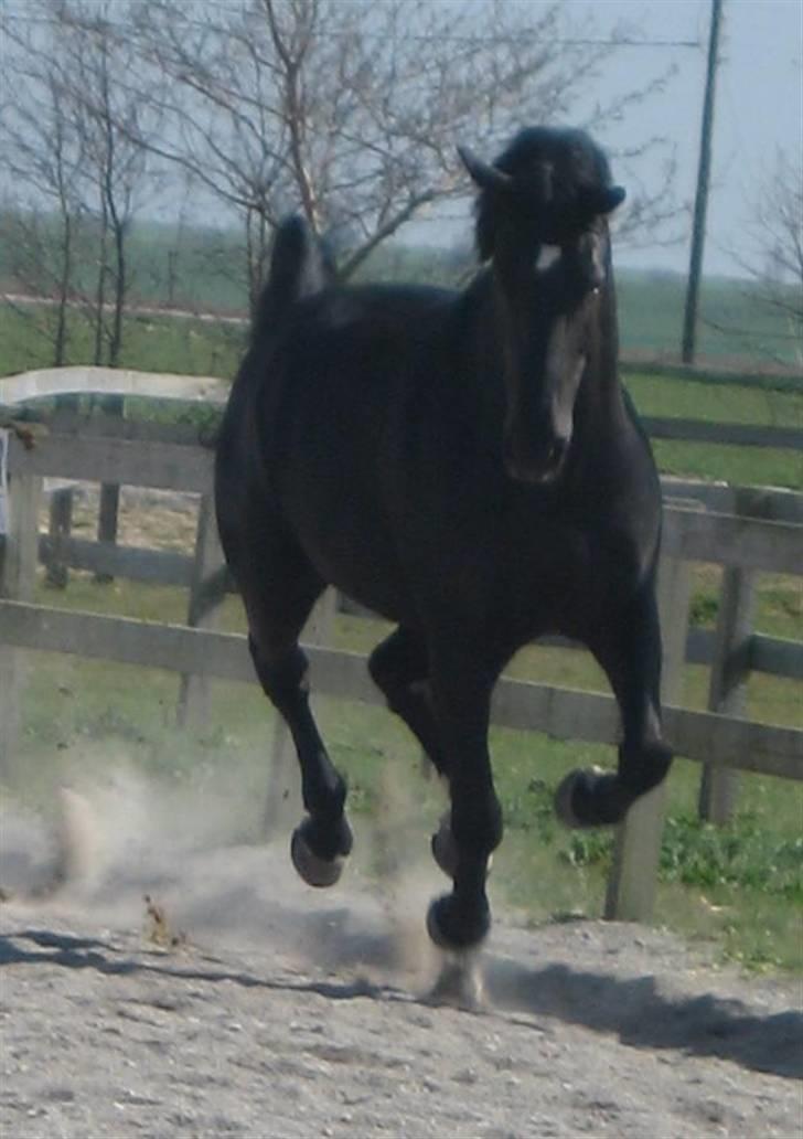 Oldenborg Loberg´s Lillemand - Bølle ballademager :p billede 3