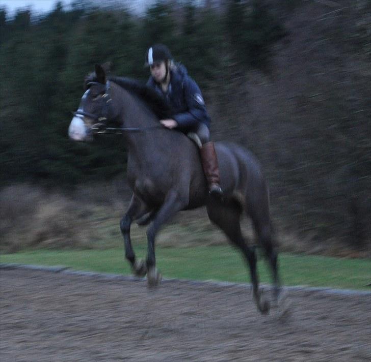 New Forest Margo  - margo er aldrig vild!. Fotograf: Nadine Erland billede 5