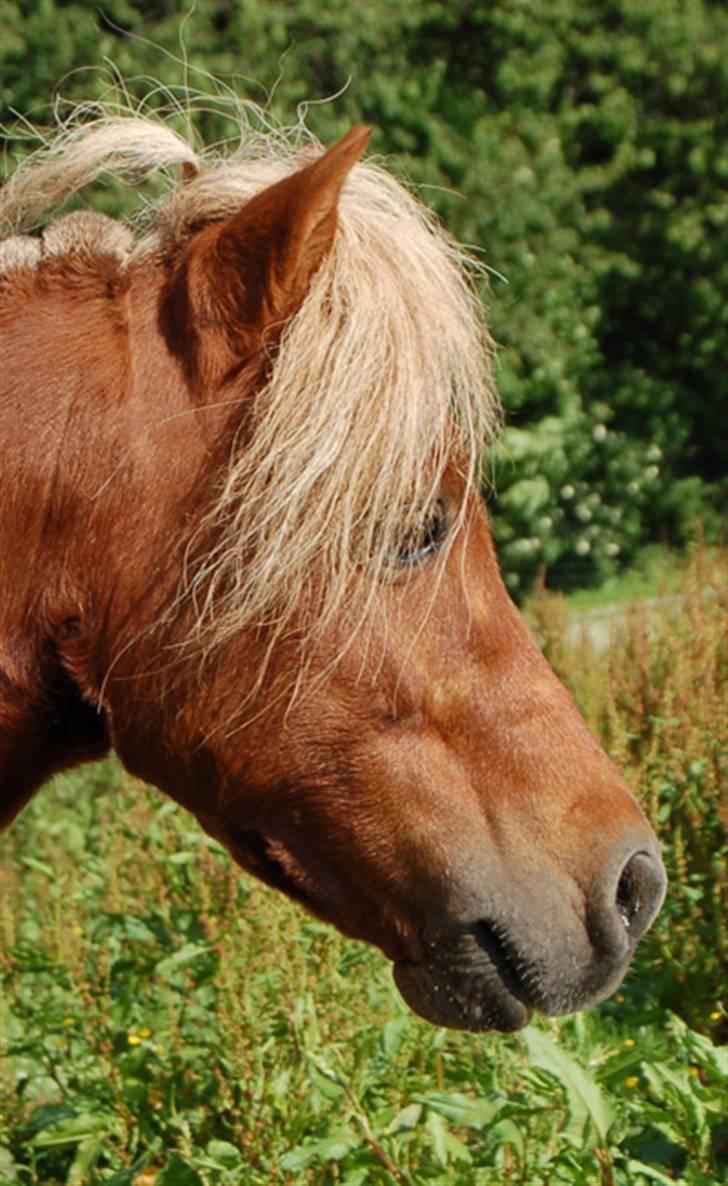 Dansk Miniature Egehøj`s Mr. Swing King - Egehøj`s Mr. Swing King billede 1