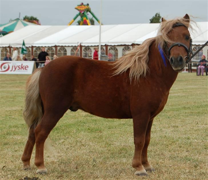 Dansk Miniature Egehøj`s Mr. Swing King - Swinger til Det Østjyske Fællesskue 2007 billede 2