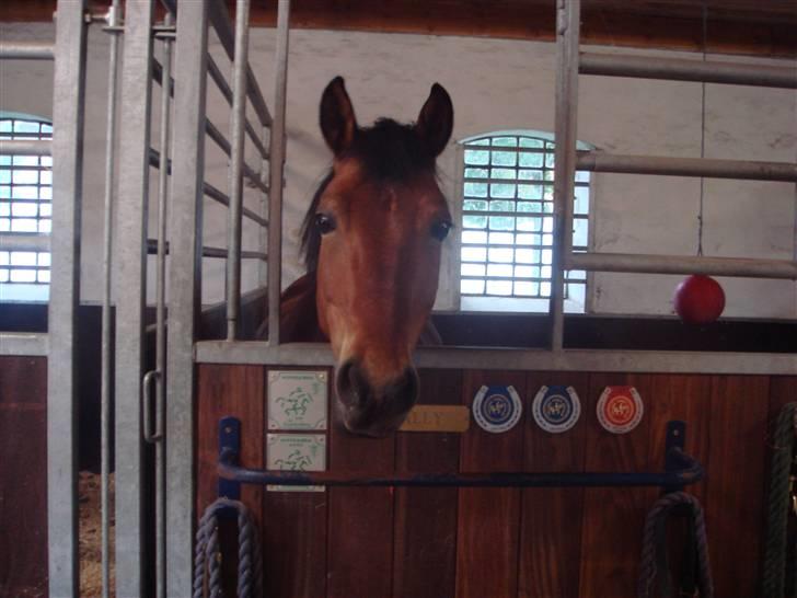 DSP Bally - her står Bally i sin boks, og kigger på hvad der foregår ude på staldgangen. (27/6-07) billede 1