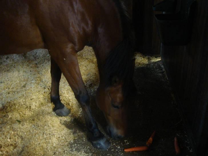 DSP Bally - Maden smager altsår bedst, når den ligger på gulvet. Bally smider altid al sin mad ud af krybben. (27/6-07) billede 3