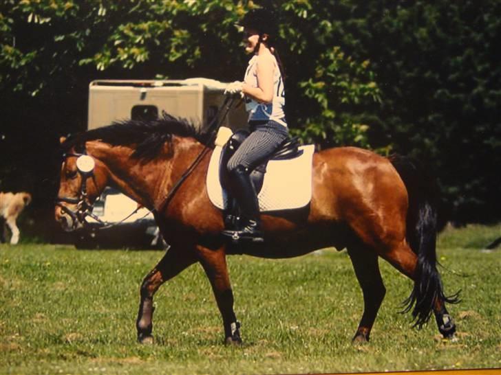 DSP Bally - Puh. Nu skal vi bare se at skridte godt af, så vi kan gå i gennem dyrelægesystemet uden problemer. (Hippoaden 2007) billede 5