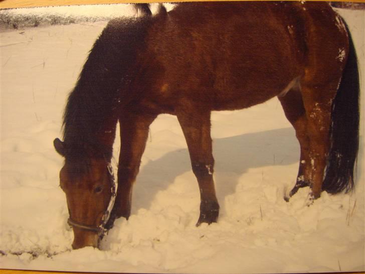 DSP Bally - Det er dejligt med en fold fyldt med sne. (Vinter 2006) billede 7