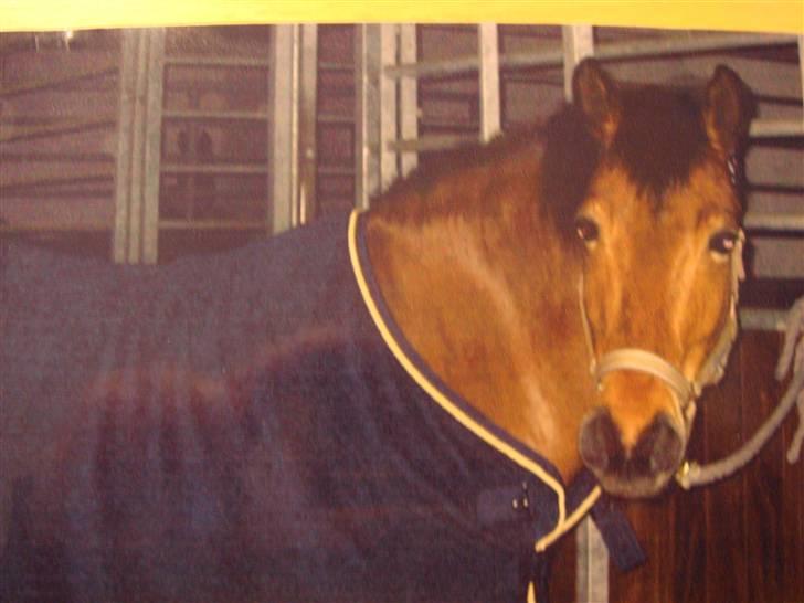 DSP Bally - Her står Bally med sit nye dækken, som vi vandt da vi vandt ponycuppen. (2006) billede 8