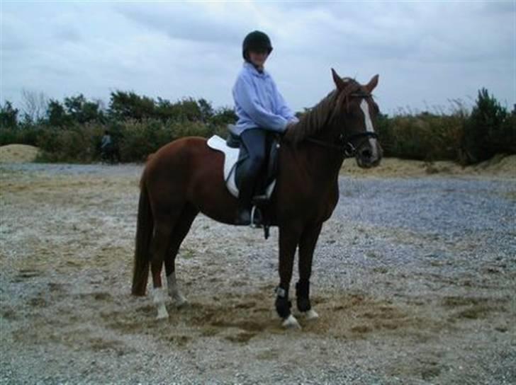 DSP Egehøjs Safir - 1 gang jeg red på Safir. ca. 3 år siden. Blev bare forelsket i hende med det samme! <3 billede 3