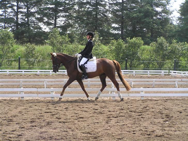 DSP Egehøjs Safir - Mig og Safir for ca. et år siden. Kan ikke huske hvilken klasse det var vi red, men vi fik en 1. plads :D <3 billede 4