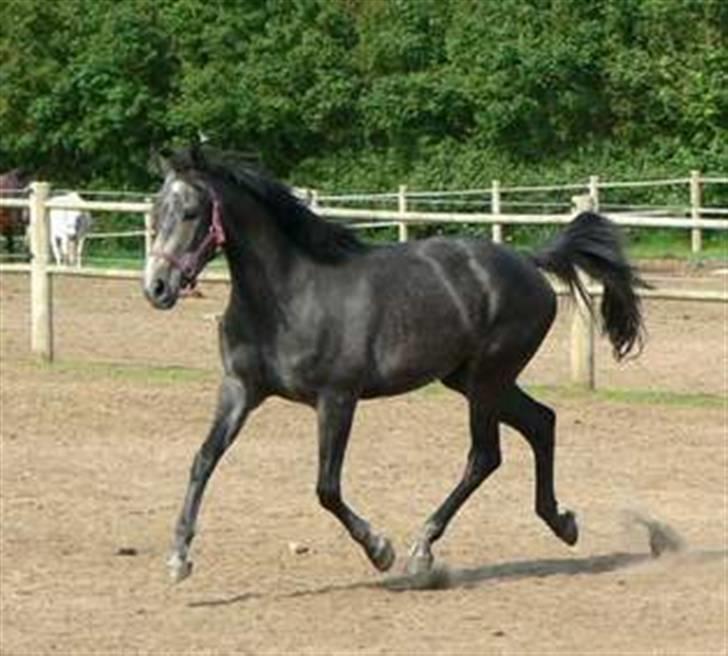 DSP Ally Divine - Ally hos en tidligere ejer billede 2