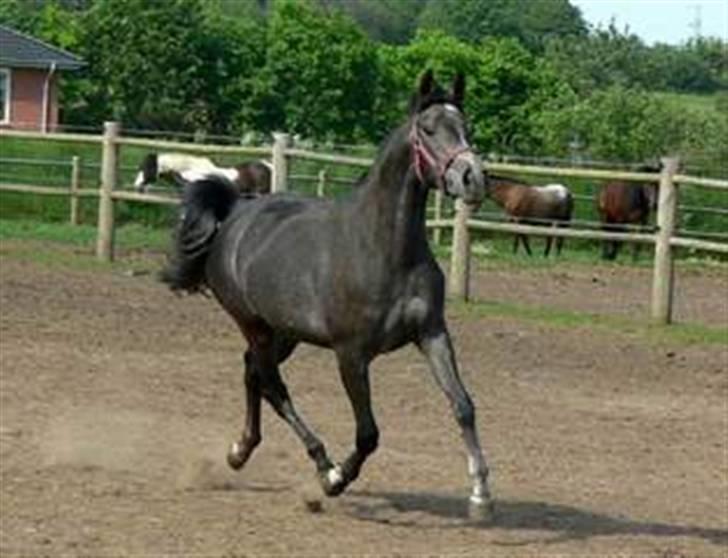 DSP Ally Divine billede 3