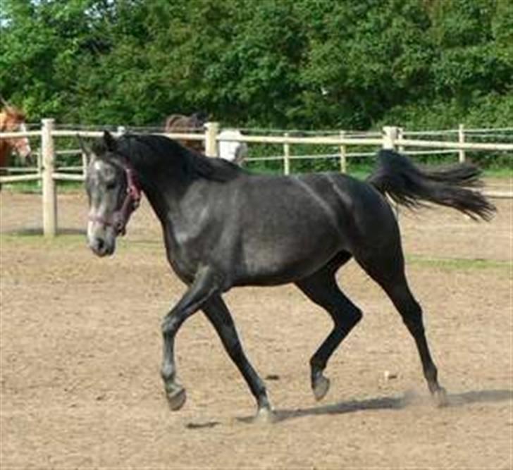 DSP Ally Divine - Er hendes trav bare for lækker eller hva:-) billede 4