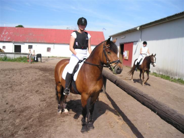 New Forest Texas (Solgt) - Stævne i Nejst billede 1